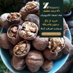 گردو دارای 70 درصد مغز سفید